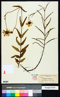 Helianthus floridanus image