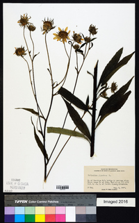 Helianthus giganteus image