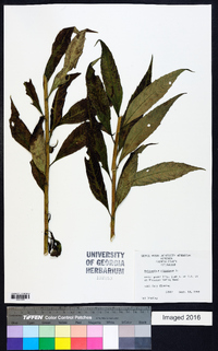 Helianthus giganteus image