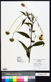 Helianthus giganteus image