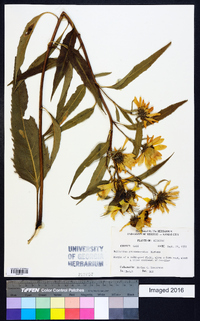 Helianthus grosseserratus image