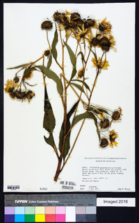 Helianthus grosseserratus image