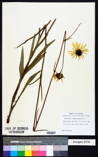 Helianthus heterophyllus image