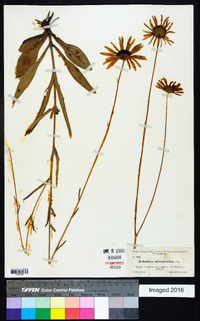 Helianthus heterophyllus image