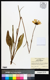 Helianthus heterophyllus image