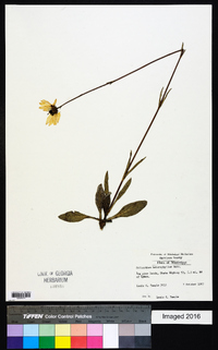 Helianthus heterophyllus image