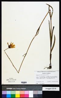 Helianthus heterophyllus image