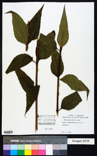 Helianthus hirsutus image