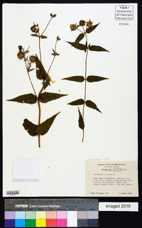 Helianthus hirsutus image