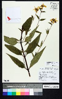 Helianthus strumosus image