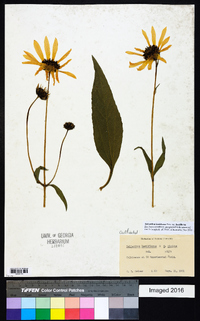 Helianthus × laetiflorus image