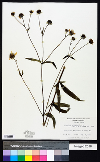 Helianthus laevigatus image