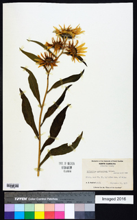 Helianthus maximiliani image