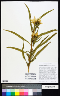 Helianthus maximiliani image