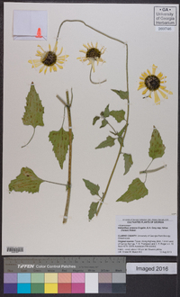 Helianthus praecox subsp. hirtus image