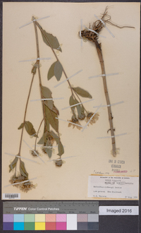 Helianthus nuttallii subsp. rydbergii image