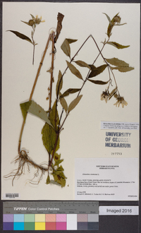 Helianthus tracheliifolius image