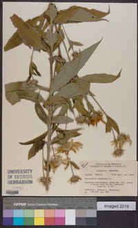 Helianthus tuberosus image