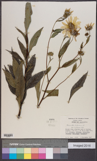 Helianthus tuberosus image