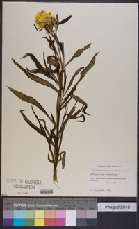Helichrysum bracteatum image