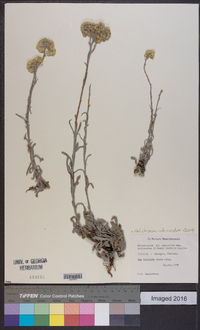 Helichrysum rubicundum image