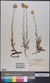 Helichrysum scorpioides image