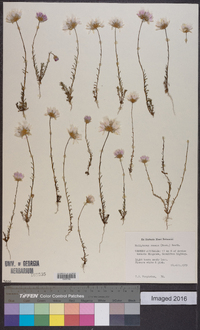 Helipterum roseum image
