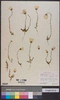 Helipterum roseum image