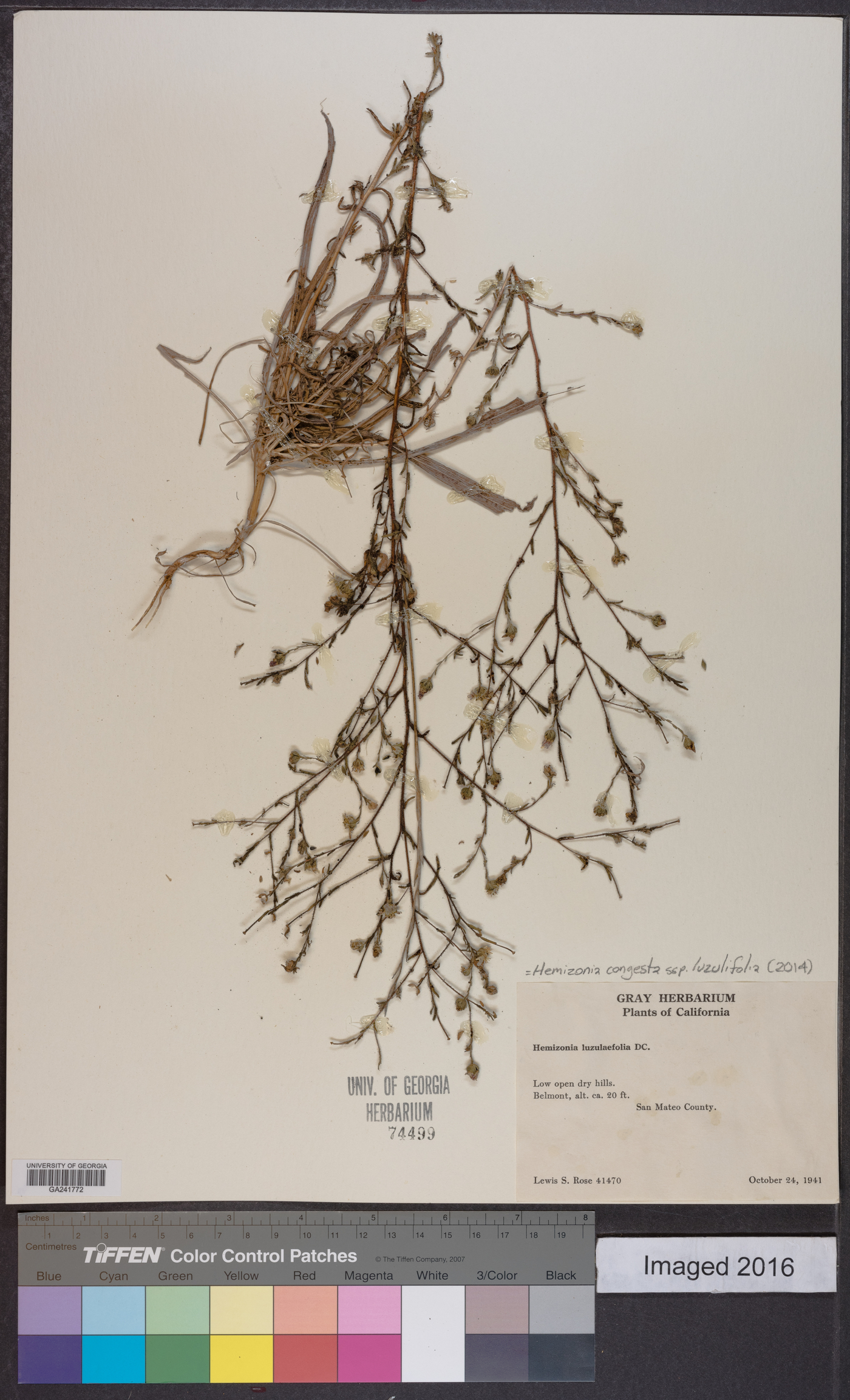 Hemizonia congesta image
