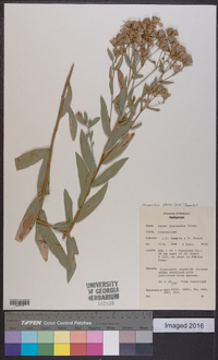 Herrickia glauca image