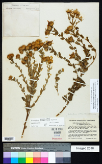 Heterotheca sessiliflora subsp. echioides image