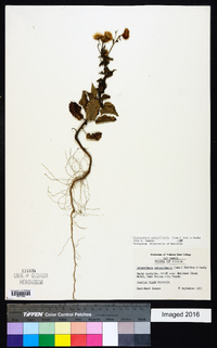 Image Associated With the Occurence