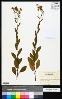 Image Associated With the Occurence