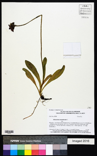 Hieracium aurantiacum image