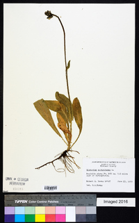 Hieracium aurantiacum image