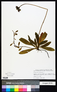 Hieracium aurantiacum image