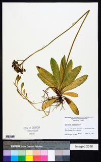 Hieracium aurantiacum image