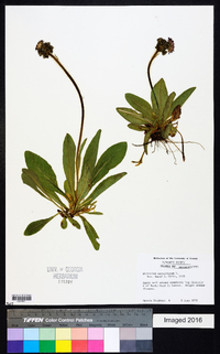 Hieracium aurantiacum image