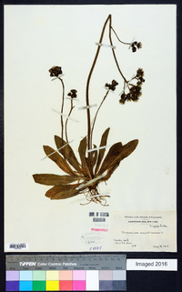 Hieracium aurantiacum image