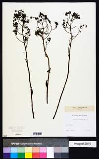 Image of Hieracium avilae