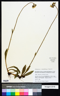 Hieracium caespitosum image