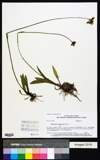 Hieracium caespitosum image