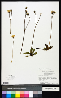 Hieracium × flagellare image