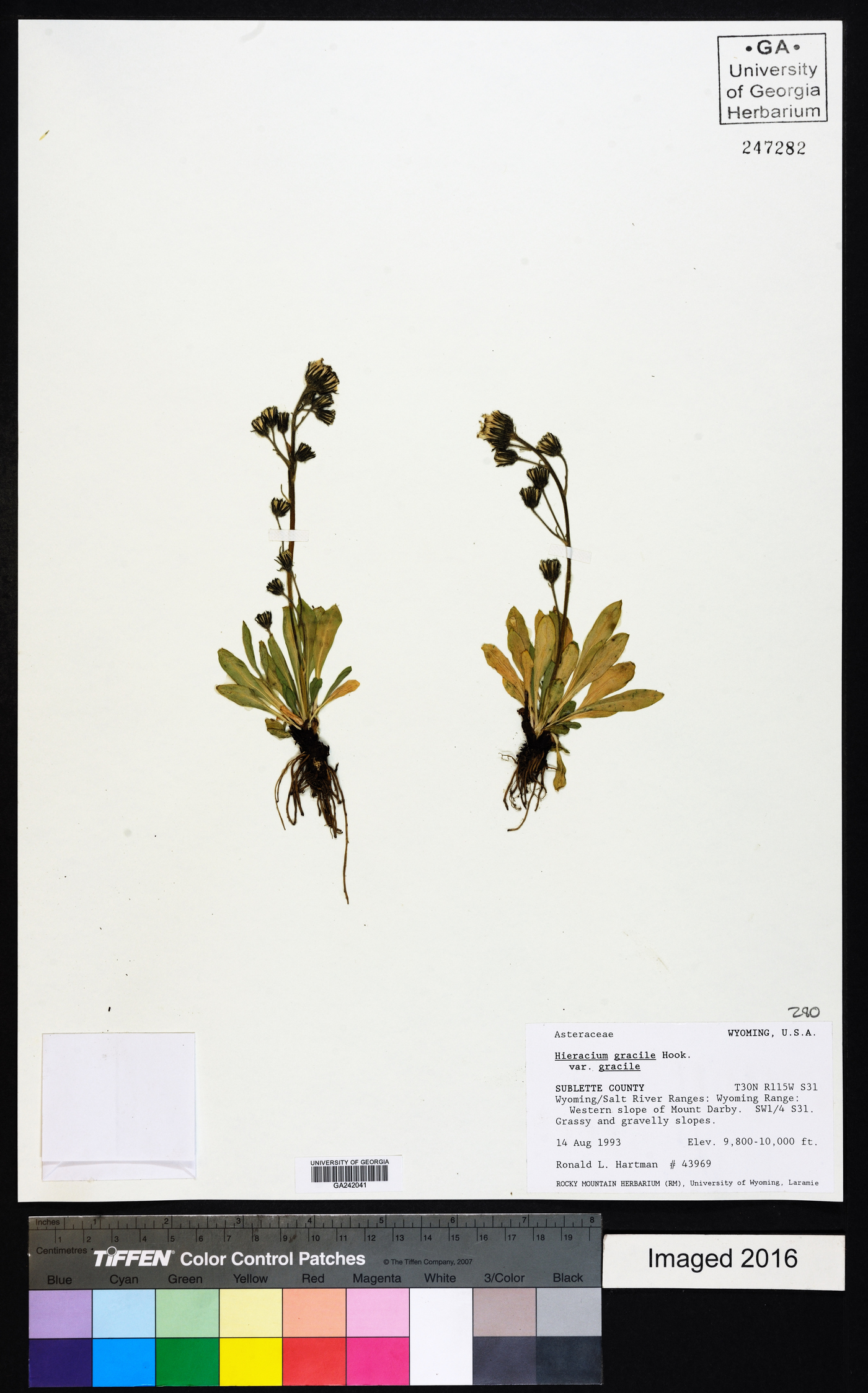 Hieracium gracile var. gracile image