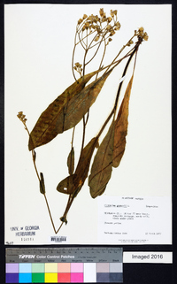 Hieracium gronovii image
