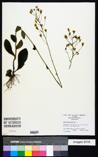 Hieracium gronovii image