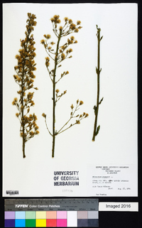 Hieracium gronovii image