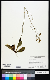 Hieracium gronovii image