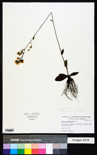 Hieracium marianum image