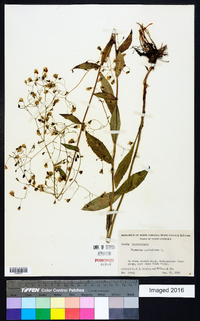 Hieracium paniculatum image